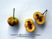 Fruit Hairy Fig Ficus hispida