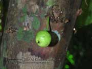 Fruit Ficus hispida