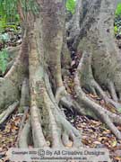 Ficus racemosa, Cluster Fig Bark