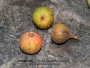 Ficus racemosa, Cluster Fig Fruit