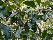 Ficus racemosa, Cluster Fig Leaves