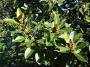 Ficus rubiginosa Rusty Fig Foliage