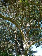 Ficus rubiginosa Rusty Fig Bark