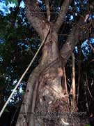 Deciduous Fig Ficus superba var. henneana Bark