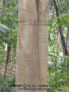 Figwood Ficus virgata Bark