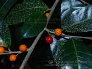 Figs of Figwood Ficus virgata