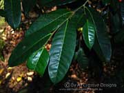 Leaves of Ficus virgata