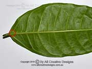 Ficus virgata leaf venation