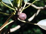 Fruit Ficus macrophylla