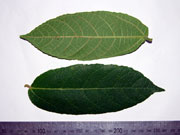 Creek Sandpaper Figs, Ficus coronata Leaves
