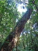 Strangler Fig Ficus watkinsiana Trunk