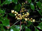 Flower Lepiderema pulchella