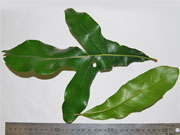 Firewheel Tree Stenocarpus sinuatus Leaves