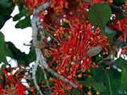 Firewheel Tree Stenocarpus sinuatus Fruit