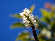Broad-leaved Paperbark Flower Melaleuca quinquenervia Flower