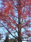 Flame Tree Brachychiton acerifolius