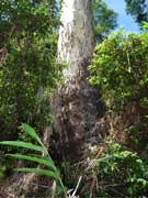 Flooded Gum Eucalyptus grandis Bark