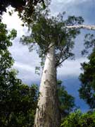 Flooded Gum Eucalyptus grandis