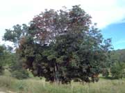 Foambark Tree Jagera pseudorhus