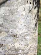 Foambark Tree Jagera pseudorhus Bark