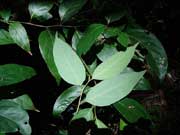 Forest Maple Cryptocarya rigida Foliage
