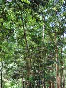 Forest Maple Cryptocarya rigida