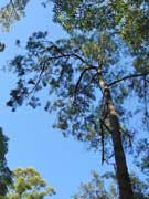 Forest Oak Allocasuarina torulosa