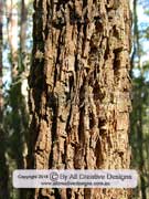 Forest Oak Allocasuarina torulosa Bark