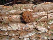 Forest Oak Allocasuarina torulosa Cone