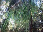 Forest Oak Allocasuarina torulosa Needles
