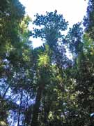 Giant Stinging Tree Dendrocnide excelsa