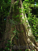 Giant Stinging Tree Dendrocnide excelsa Bark