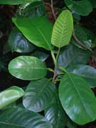 Golden Guinea Tree Dillenia alata Leaves