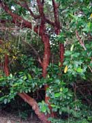 Golden Guinea Tree Dillenia alata