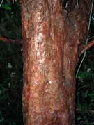 Golden Guinea Tree Dillenia alata Bark