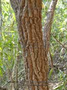 Golden Pea Daviesia arborea Bark