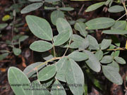 Golden Tip Goodia lotifolia Foliage