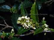 Flower Graptophyllum reticulatum