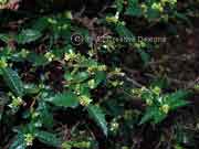 Foliage Graptophyllum reticulatum