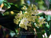 Flower Hernandia bivalvis