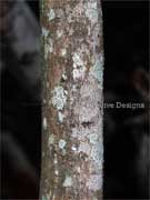 Green Banksia Banksia robur Bark
