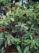 Green Banksia Banksia robur