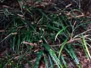 Grevillea longifolia Serrated-leaved Grevillea