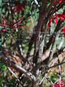 Red Spider Flower, Grevillea oleoides Bark