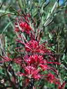 Red Spider Flower, Grevillea oleoides Flower