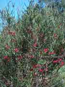 Red Spider Flower, Grevillea oleoides, Olive Grevillea