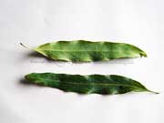 Grevillea shiressii Blue Grevillea Leaves