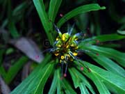 Grevillea venusta Byfield Spider Flower