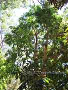 Grevillea hilliana White Yiel-Yiel, Hill's Silky Oak