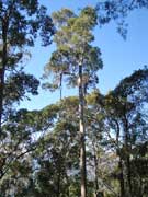 Eucalyptus propinqua Grey Gum